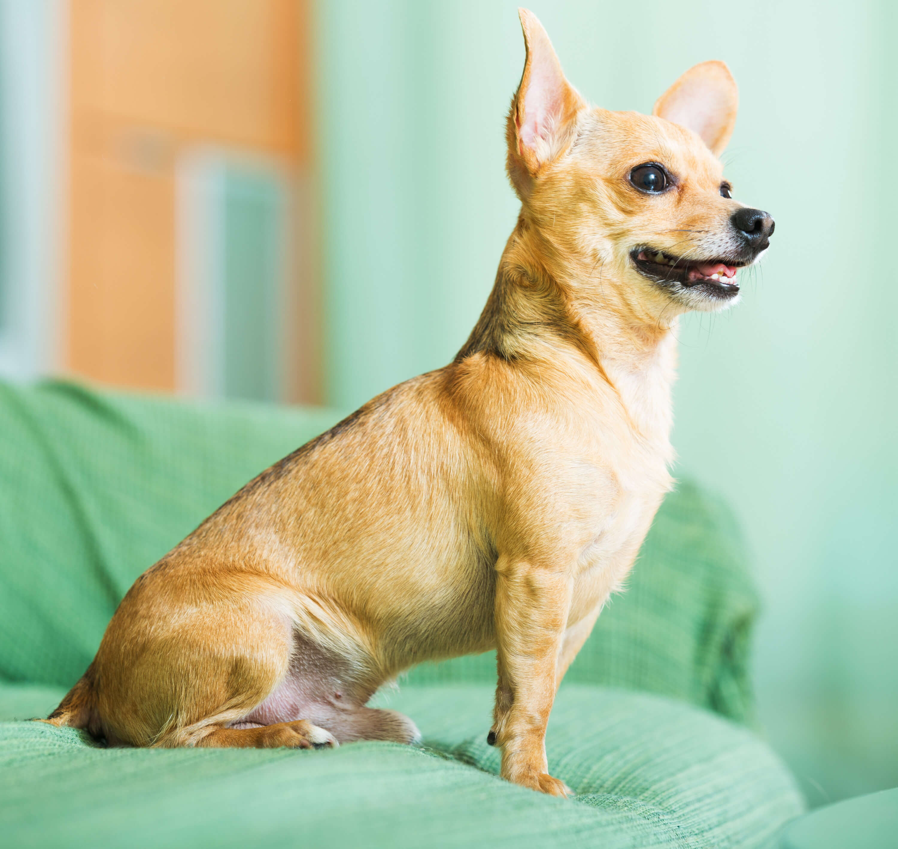 Pregnant dog shop with heartworms